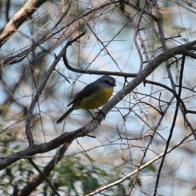 Eopsaltria australis (Eastern Yellow Robin) at South Wolumla, NSW - 11 Mar 2020 by RossMannell