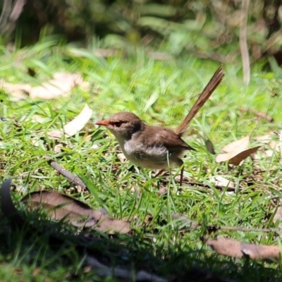 Malurus cyaneus (Superb Fairywren) at South Wolumla, NSW - 11 Mar 2020 by RossMannell