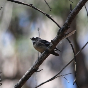 Rhipidura albiscapa at South Wolumla, NSW - 11 Mar 2020