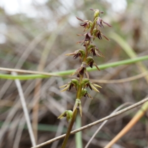 Corunastylis clivicola at Aranda, ACT - suppressed