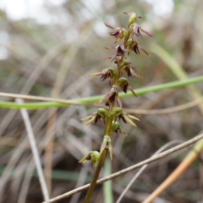 Corunastylis clivicola (Rufous midge orchid) at Aranda Bushland - 5 Apr 2014 by AaronClausen