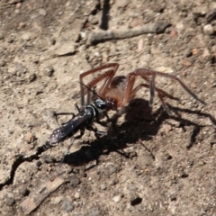 Turneromyia sp. (genus) (Zebra spider wasp) at Nelson, NSW - 13 Mar 2020 by RossMannell