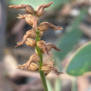 Corunastylis clivicola at Burra, NSW - suppressed