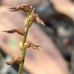 Corunastylis clivicola at Burra, NSW - suppressed