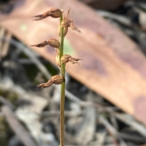 Corunastylis clivicola at Burra, NSW - suppressed