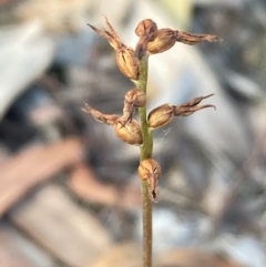 Corunastylis clivicola at Burra, NSW - suppressed