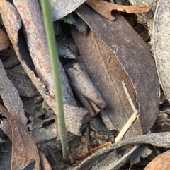 Corunastylis clivicola at Burra, NSW - 12 Jun 2020