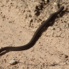 Pygopus lepidopodus (Common Scaly-foot) at Bournda National Park - 24 Mar 2020 by RossMannell