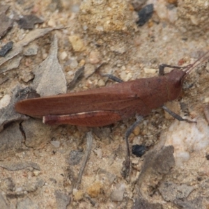 Goniaea opomaloides at Bournda, NSW - 24 Mar 2020