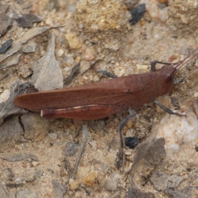 Goniaea opomaloides (Mimetic Gumleaf Grasshopper) at Bournda National Park - 24 Mar 2020 by RossMannell