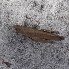 Goniaea opomaloides at Bournda, NSW - 24 Mar 2020