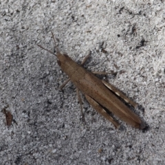 Goniaea opomaloides at Bournda, NSW - 24 Mar 2020