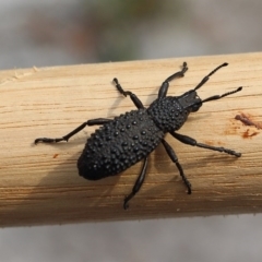 Talaurinus sp. (Ground weevil) at Bournda National Park - 24 Mar 2020 by RossMannell