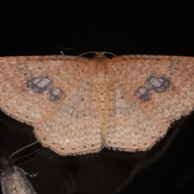 Epicyme rubropunctaria (Red-spotted Delicate) at Ainslie, ACT - 10 Jun 2020 by jb2602