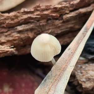 Agarics gilled fungi at Callala Beach, NSW - 12 Jun 2020 01:44 AM