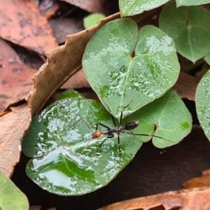 Leptomyrmex erythrocephalus at Callala Beach, NSW - 12 Jun 2020 01:51 AM