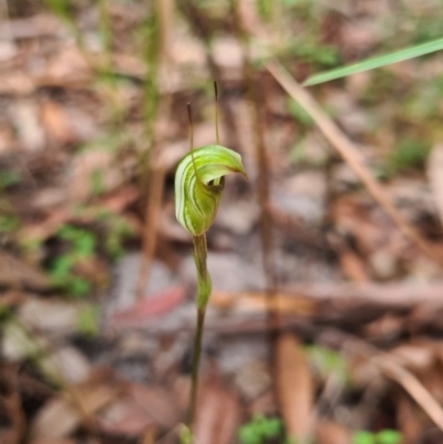 Pterostylis concinna (Trim Greenhood) at Callala Beach, NSW - 12 Jun 2020 by AaronClausen