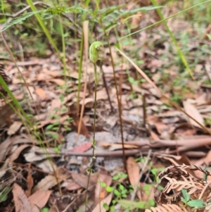 Pterostylis concinna at Callala Beach, NSW - suppressed