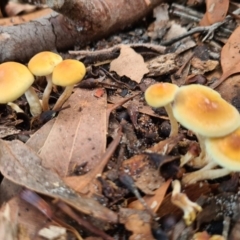 Pholiota sp. at Callala Creek Bushcare - 11 Jun 2020 by AaronClausen