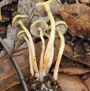 Pholiota sp. at Callala Beach, NSW - 12 Jun 2020