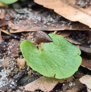 Corybas aconitiflorus at Callala Beach, NSW - suppressed