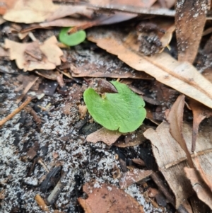 Corybas aconitiflorus at Callala Beach, NSW - suppressed