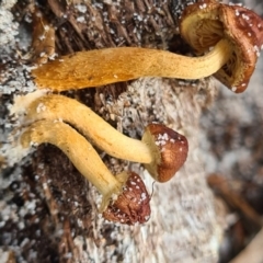 Cortinarius sp. (Cortinarius) at Callala Creek Bushcare - 11 Jun 2020 by AaronClausen