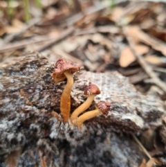 Cortinarius sp. at Callala Beach, NSW - 12 Jun 2020