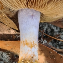 Cortinarius sp. at Callala Beach, NSW - 12 Jun 2020