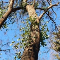 Eucalyptus baueriana at Cobargo, NSW - 8 Jun 2020 03:01 PM