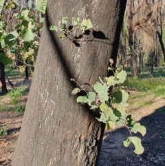 Eucalyptus baueriana at Cobargo, NSW - 8 Jun 2020