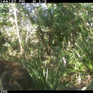 Macropus giganteus at Swanhaven, NSW - 9 Jun 2020