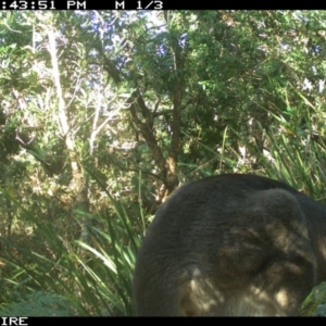 Macropus giganteus at Swanhaven, NSW - 9 Jun 2020 01:44 PM