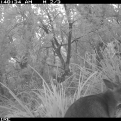 Wallabia bicolor (Swamp Wallaby) at Swanhaven, NSW - 12 Jun 2020 by simon.slater