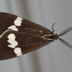 Nyctemera amicus (Senecio Moth, Magpie Moth, Cineraria Moth) at Ainslie, ACT - 11 Jun 2020 by jb2602