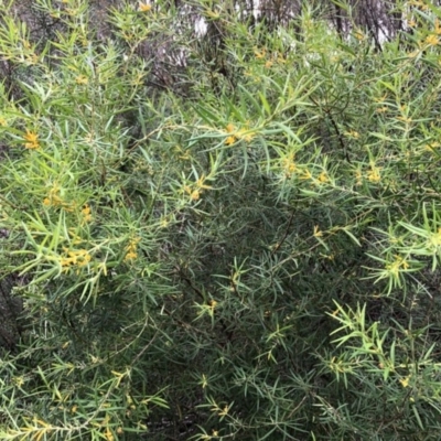Persoonia mollis subsp. caleyi (Geebung) at Ulladulla Reserves Bushcare - 8 Jun 2020 by PaulyB