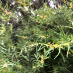 Persoonia mollis subsp. caleyi at Ulladulla Reserves Bushcare - 9 Jun 2020 09:28 AM