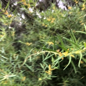 Persoonia mollis subsp. caleyi at Ulladulla Reserves Bushcare - 9 Jun 2020