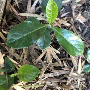 Pittosporum undulatum at Mollymook Beach, NSW - 12 Jun 2020