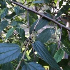 Trema tomentosa var. aspera at Mollymook Beach, NSW - 12 Jun 2020 12:38 PM