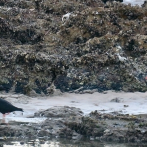 Haematopus fuliginosus at Guerilla Bay, NSW - 11 Jun 2020