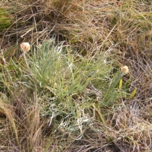 Leucochrysum albicans subsp. tricolor at Lawson, ACT - 12 Jun 2020 12:46 PM