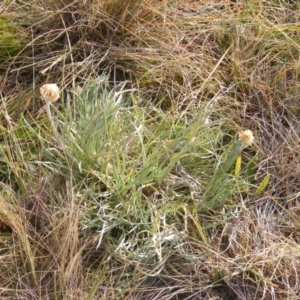 Leucochrysum albicans subsp. tricolor at Lawson, ACT - 12 Jun 2020