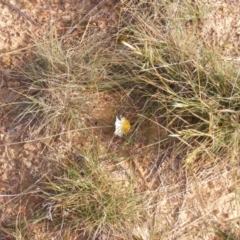 Leucochrysum albicans subsp. tricolor at Lawson, ACT - 12 Jun 2020 12:46 PM