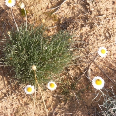 Leucochrysum albicans subsp. tricolor (Hoary Sunray) at Lawson, ACT - 12 Jun 2020 by MichaelMulvaney