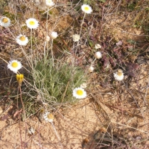 Leucochrysum albicans subsp. tricolor at Lawson, ACT - 12 Jun 2020