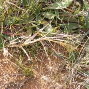 Panicum capillare/hillmanii at Lawson, ACT - 12 Jun 2020 12:52 PM