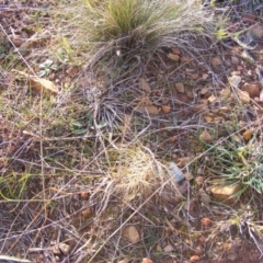 Aristida behriana (Bunch Wiregrass) at Lawson, ACT - 12 Jun 2020 by MichaelMulvaney