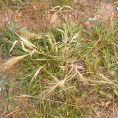 Panicum capillare or P. hillmanii (An exotic invasive panic grass) at Lawson, ACT - 12 Jun 2020 by MichaelMulvaney