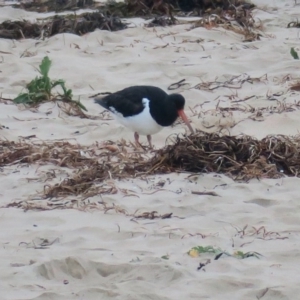 Haematopus finschi at Broulee, NSW - 10 Jun 2020 07:00 AM